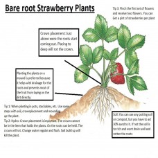 Portola Everbearing 10 Live Strawberry Plants, NON GMO,   